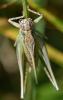 Platycleis albopunctata albopunctata